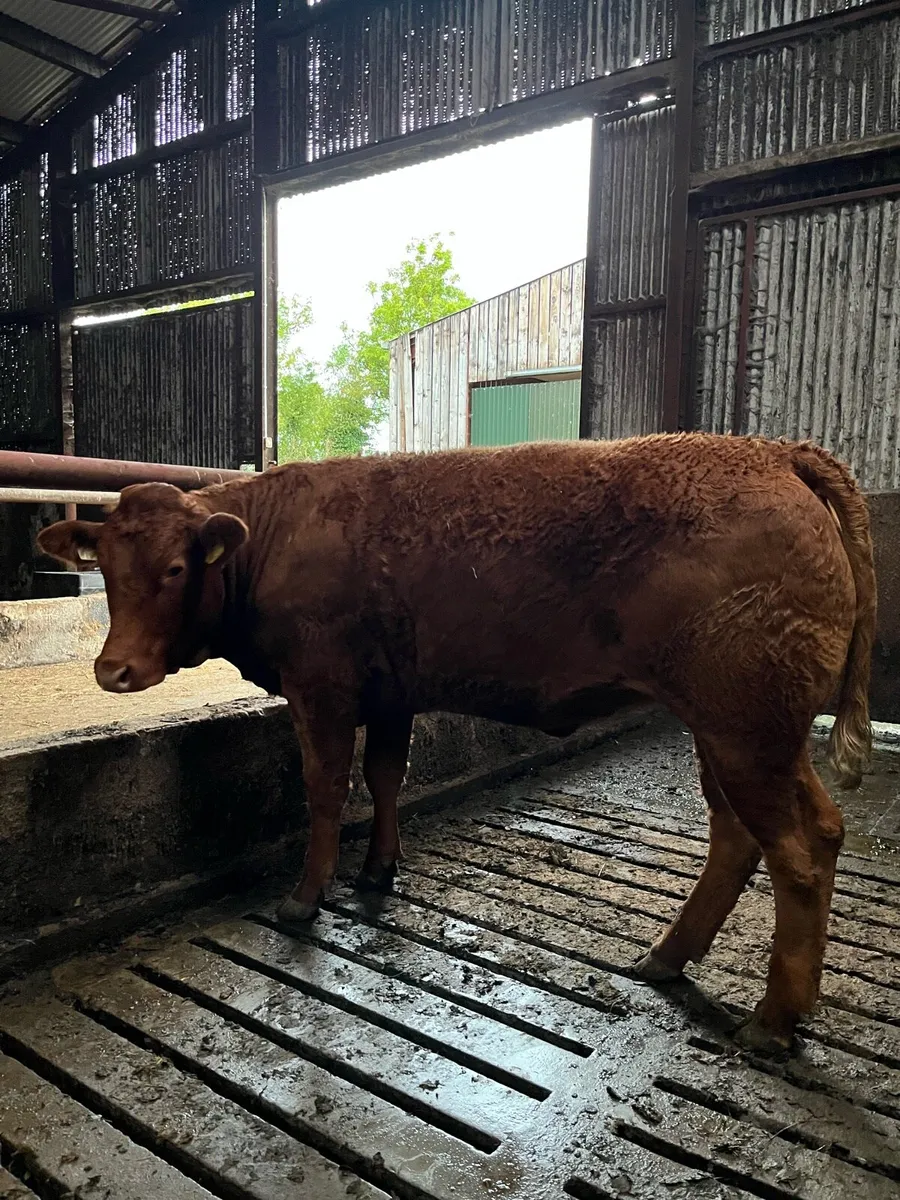 Classy Lim Heifer - Image 4