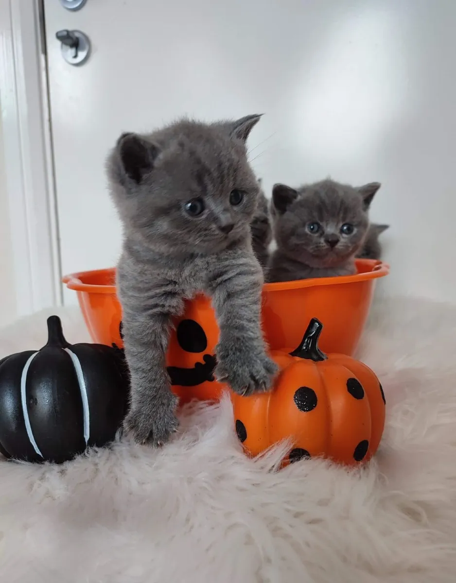 Amazing Purebred British Shorthair kittens - Image 2