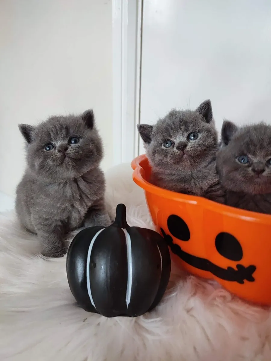 Amazing Purebred British Shorthair kittens - Image 3