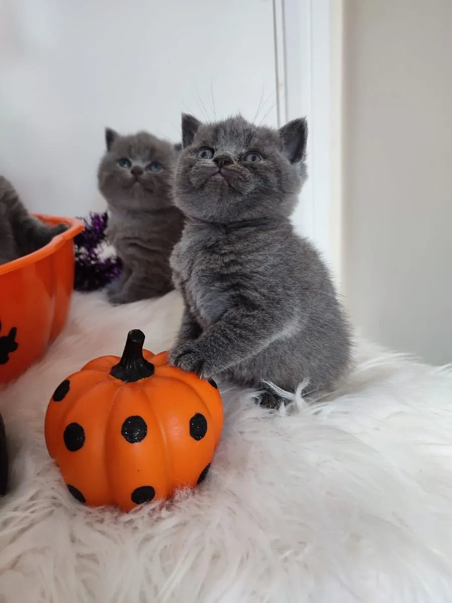 Amazing Purebred British Shorthair kittens - Image 4