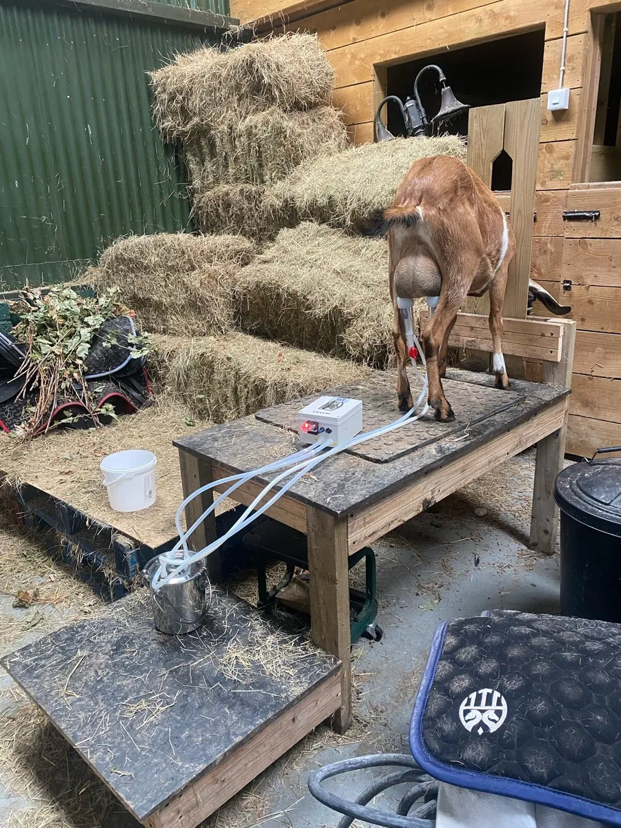 Milking/ grooming stand - Image 2