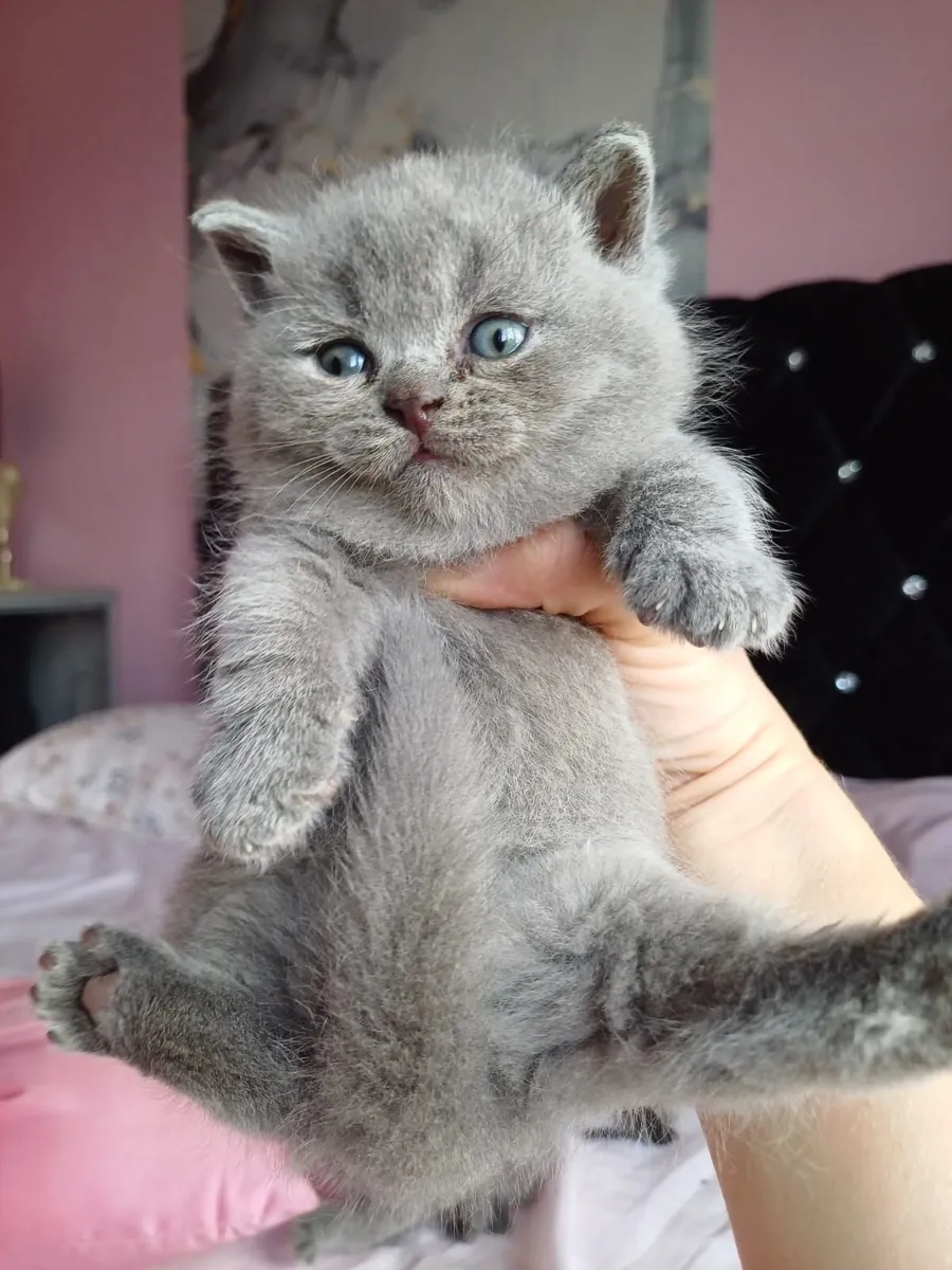 Amazing Purebred British Shorthair kittens - Image 1