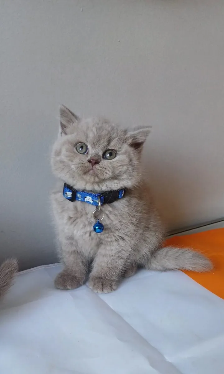 Amazing Purebred British Shorthair kittens - Image 2