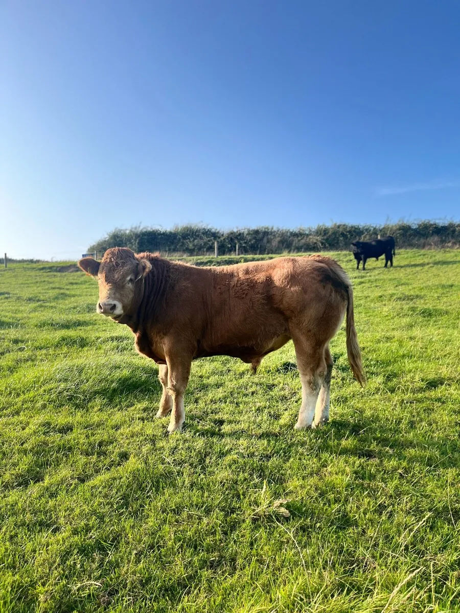 PBR Angus & Limousin bulls - Image 1