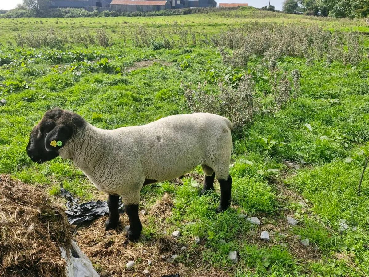 Pedigree Suffolk Stock Ram - Image 3