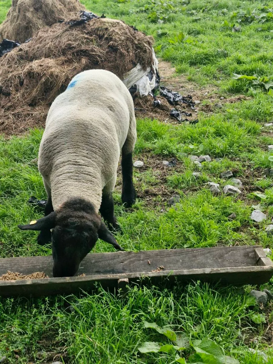 Pedigree Suffolk Stock Ram - Image 2