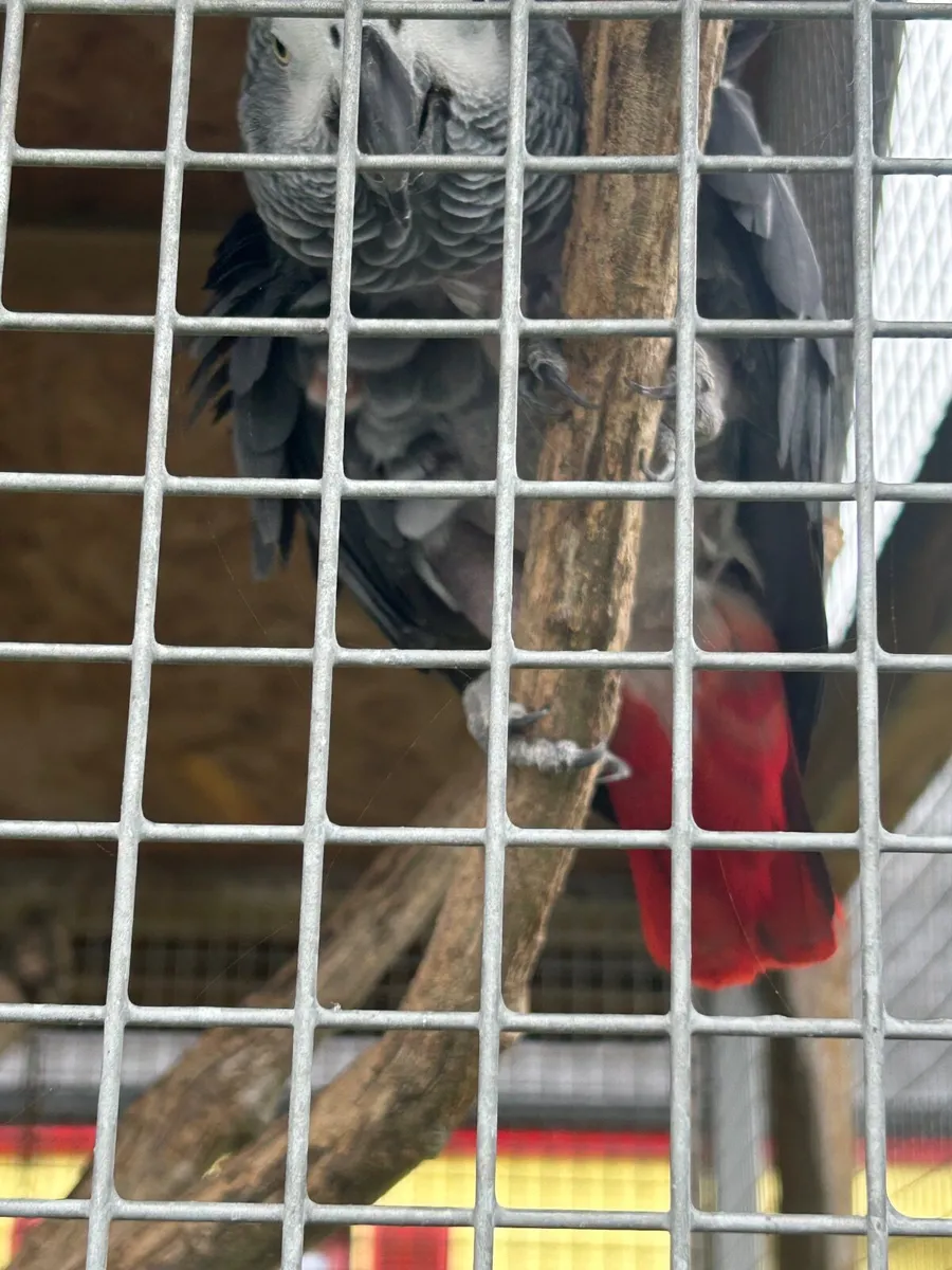 Birds - Image 1