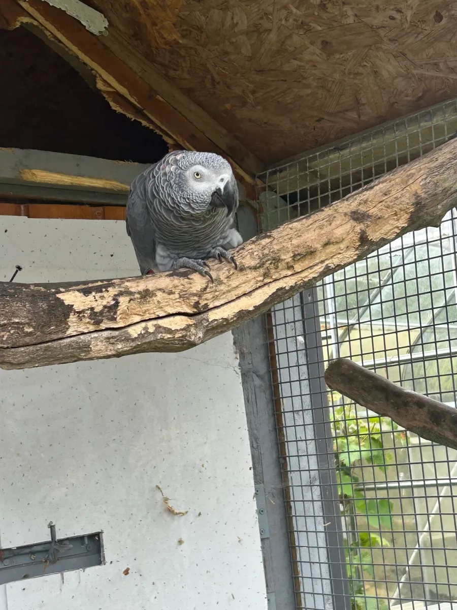 Birds - Image 3