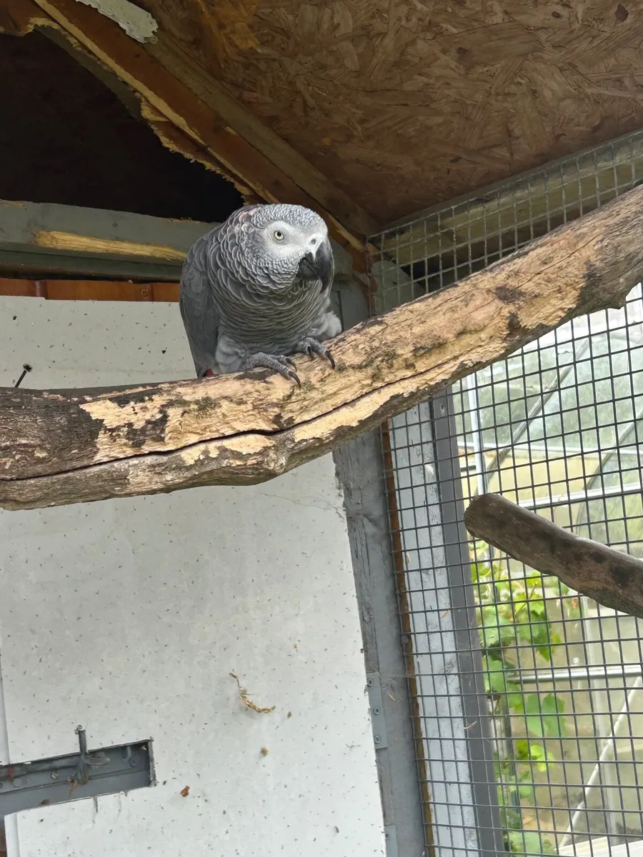 Birds - Image 4