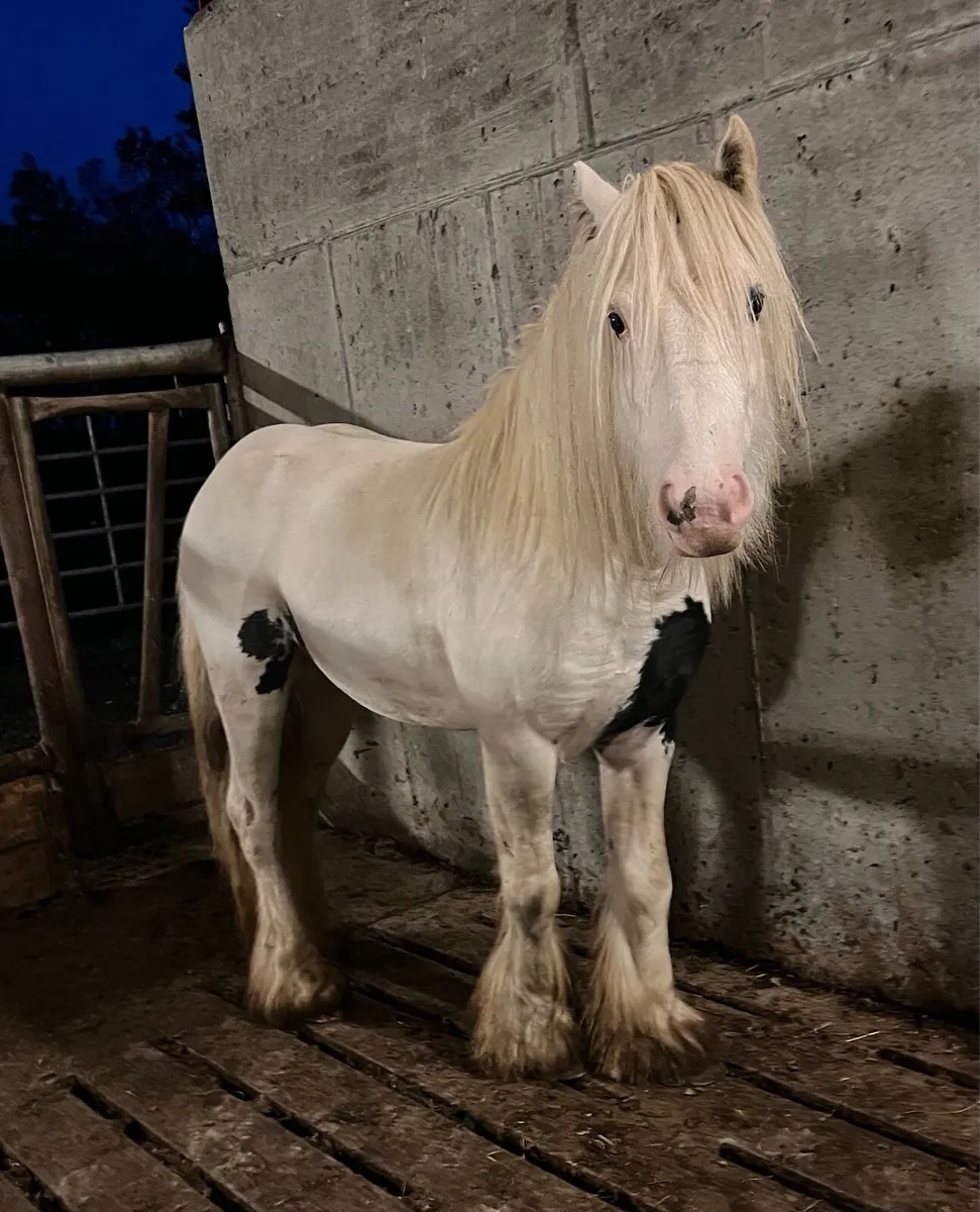 4 YEAR OLD COLT - Image 2