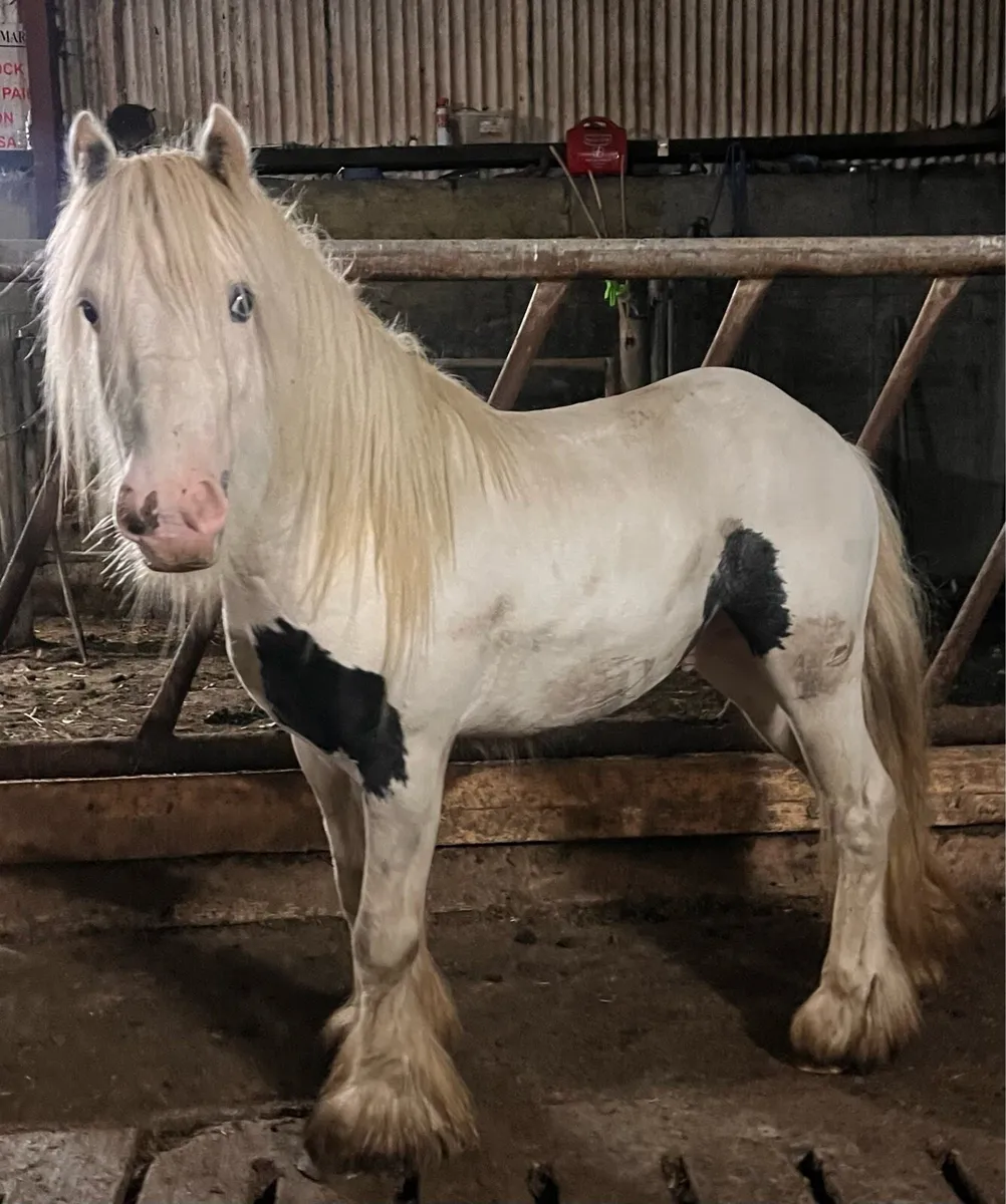 4 YEAR OLD COLT - Image 1