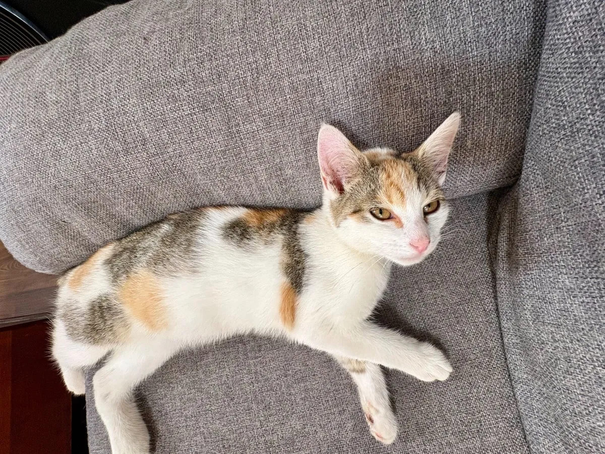 Kitten - Image 2