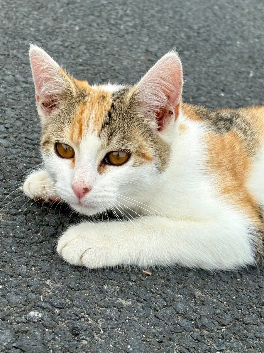 Kitten - Image 1