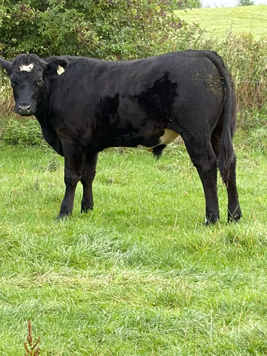 Bullocks AAX for Elphin - Image 1