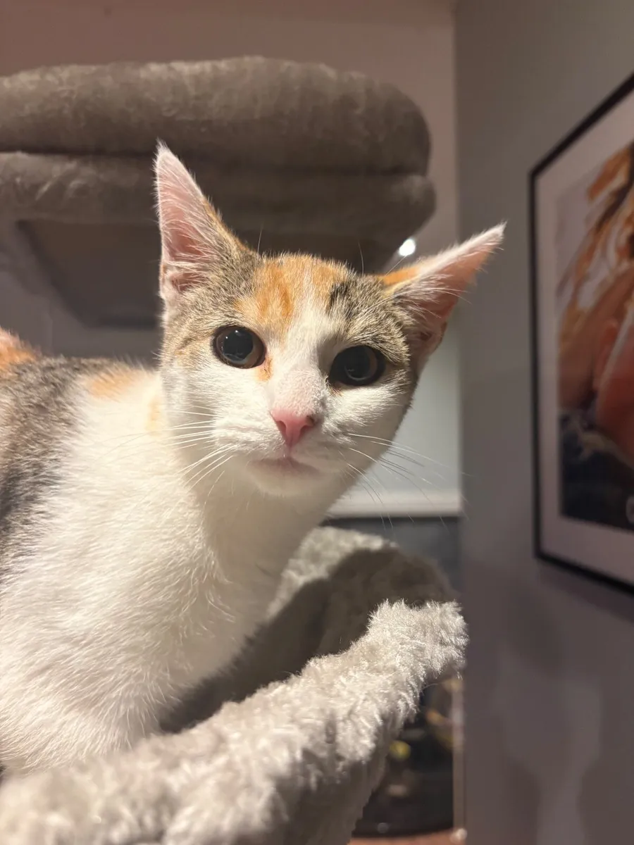Kitten - Image 4