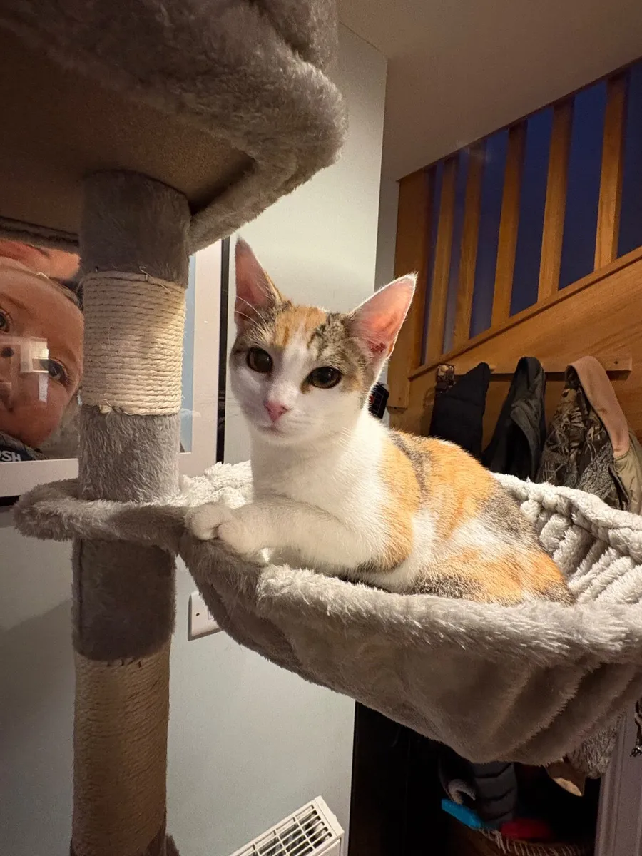 Kitten - Image 3