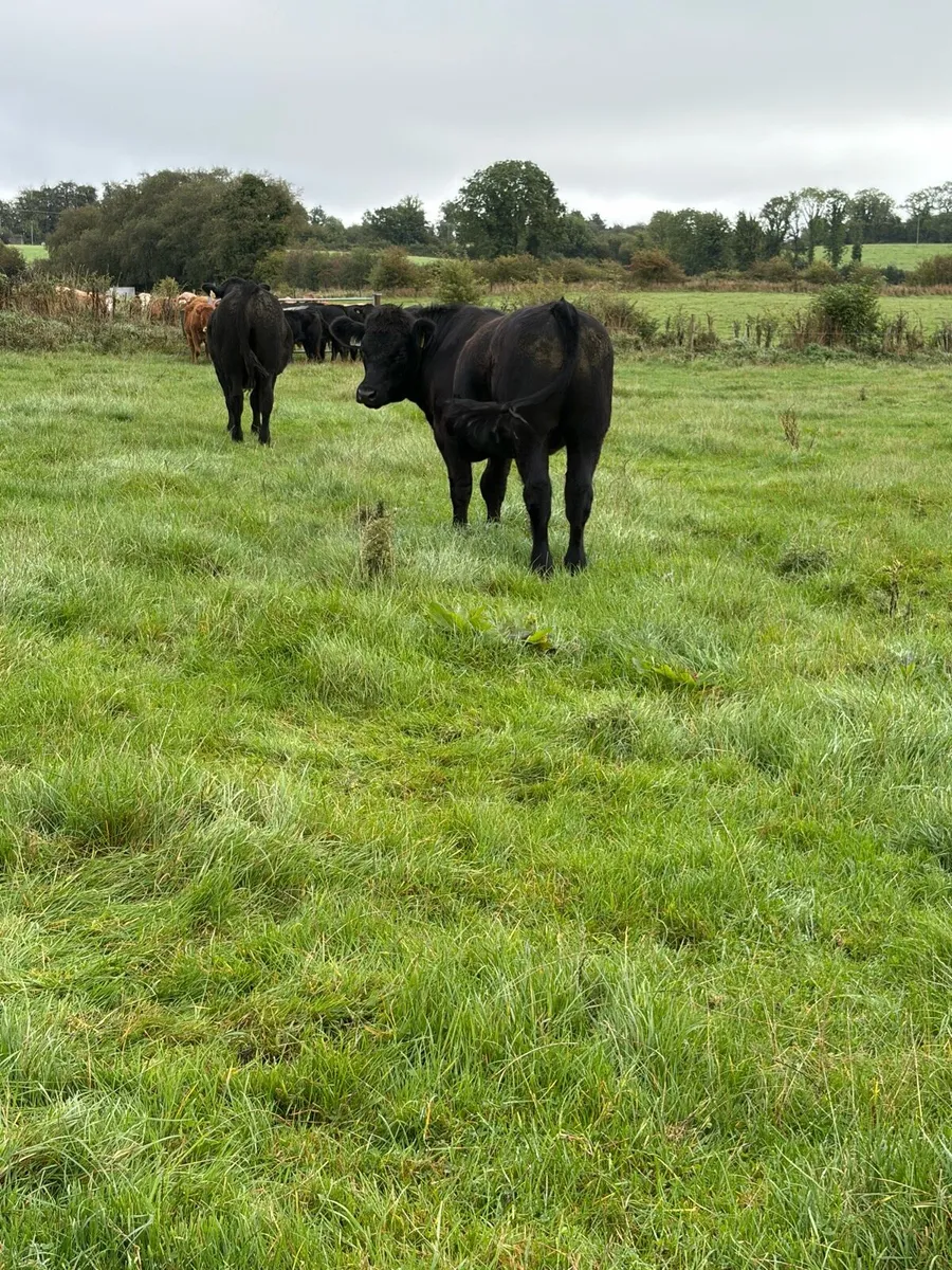 Bullocks AAX for Elphin - Image 2