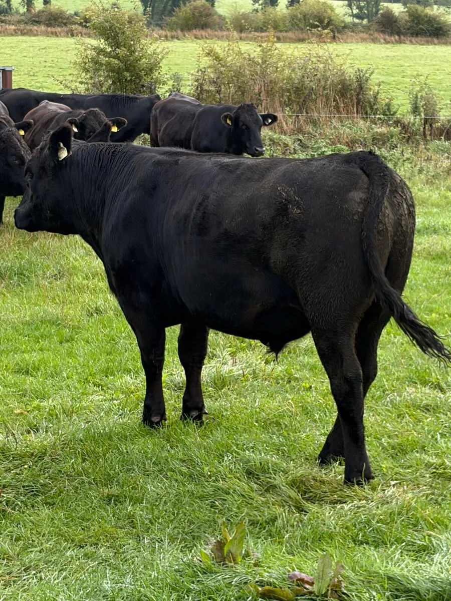 Bullocks AAX for Elphin - Image 3