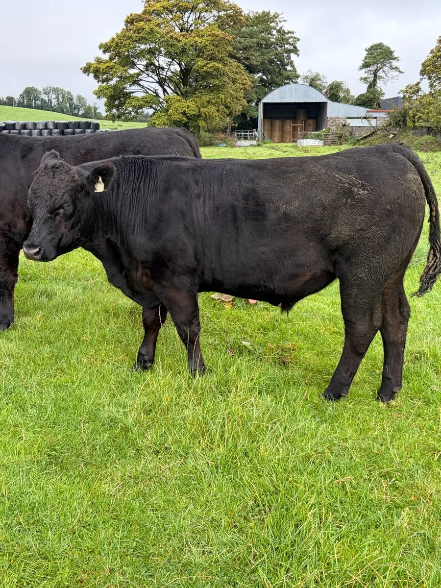 Bullocks AAX for Elphin - Image 4