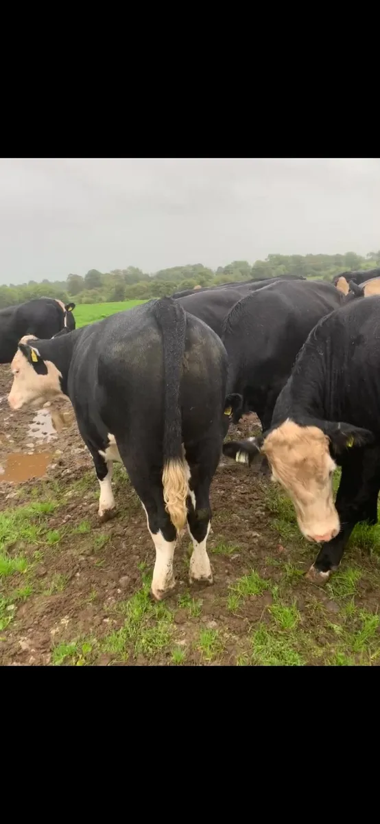 20 top quality Hereford and Angus bullocks for sal - Image 1