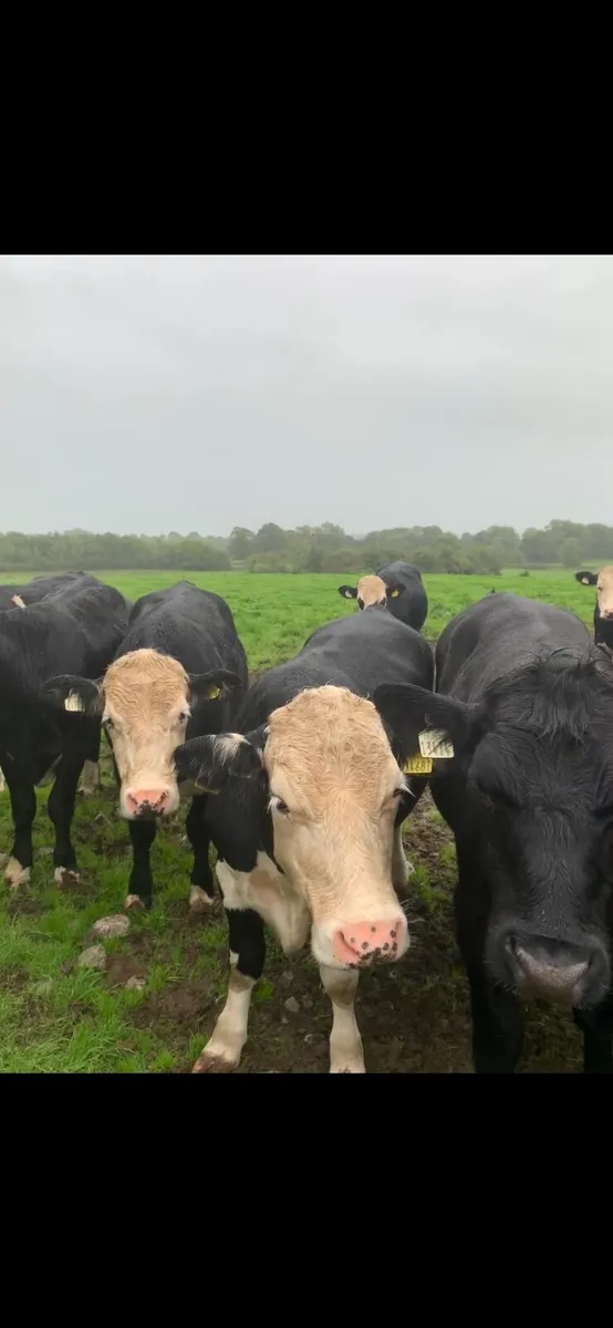 20 top quality Hereford and Angus bullocks for sal - Image 2