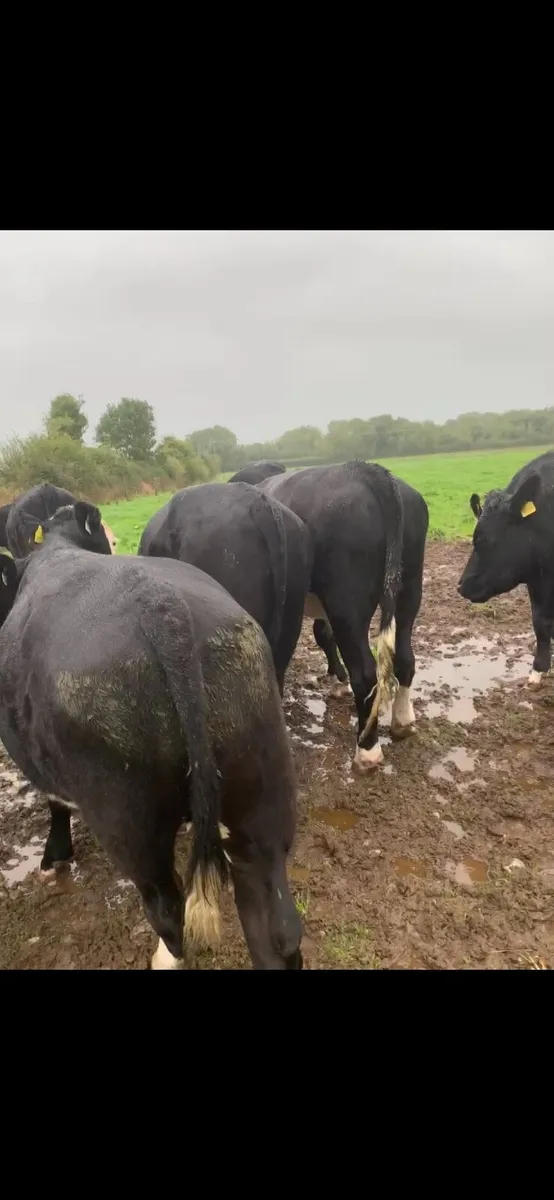 20 top quality Hereford and Angus bullocks for sal - Image 4