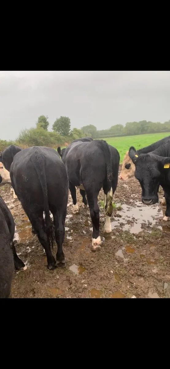 20 top quality Hereford and Angus bullocks for sal - Image 3