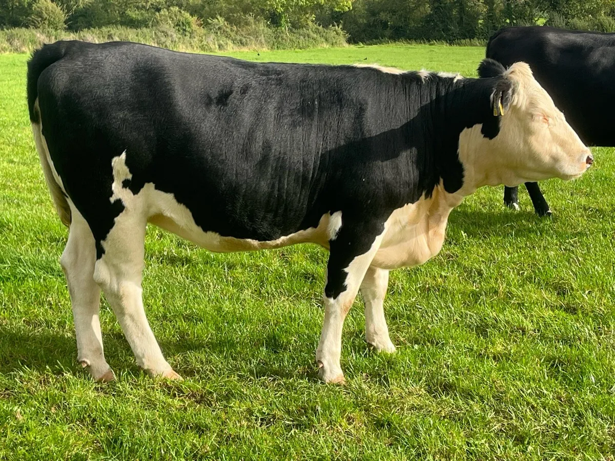 Angus  in calf heifers - Image 2