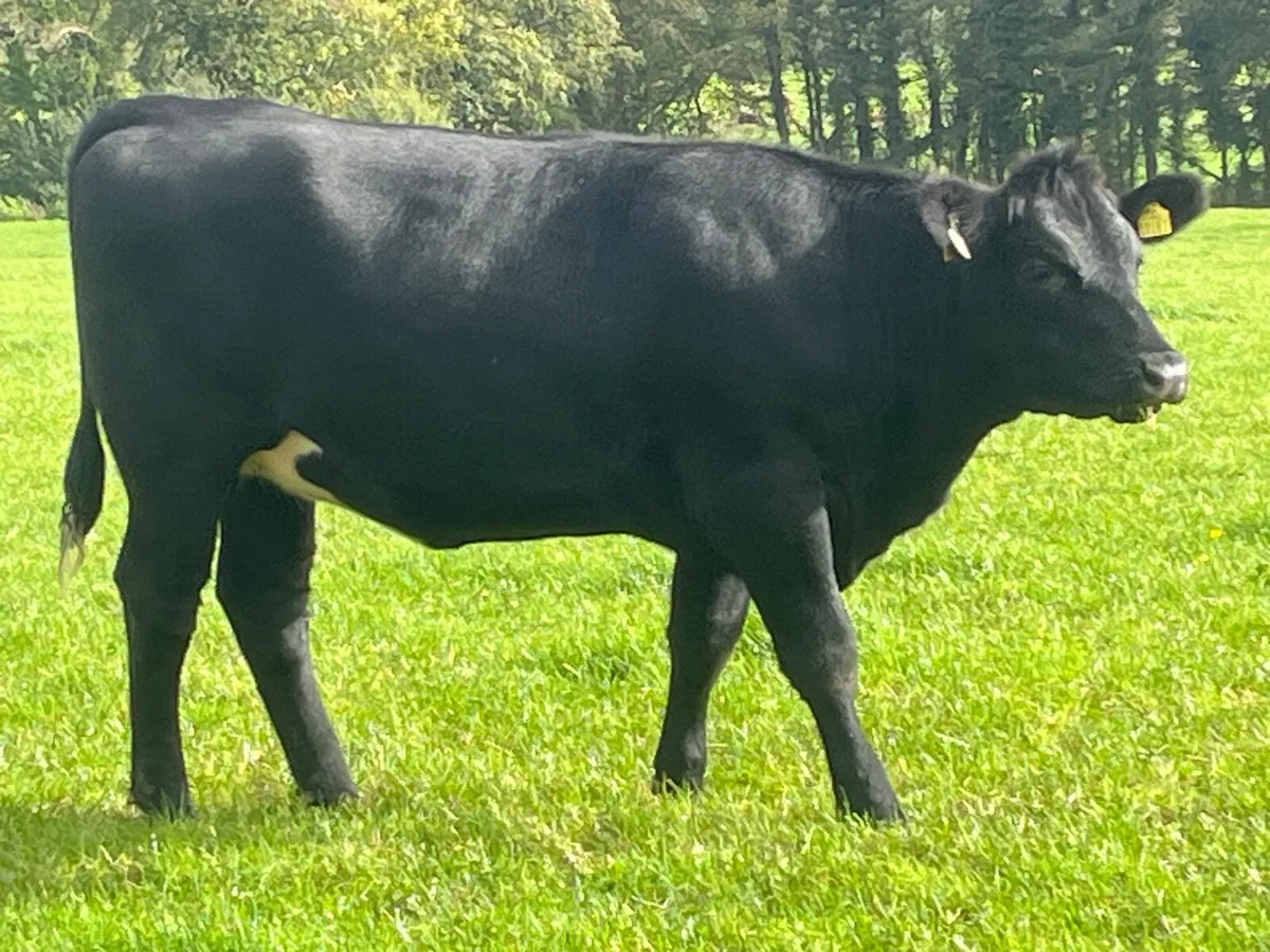 Angus  in calf heifers - Image 3