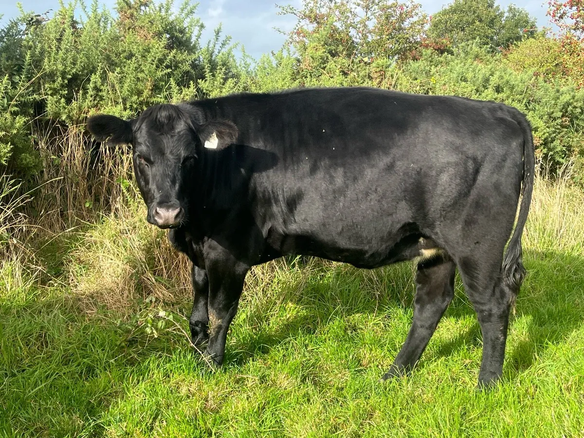 Angus  in calf heifers - Image 4