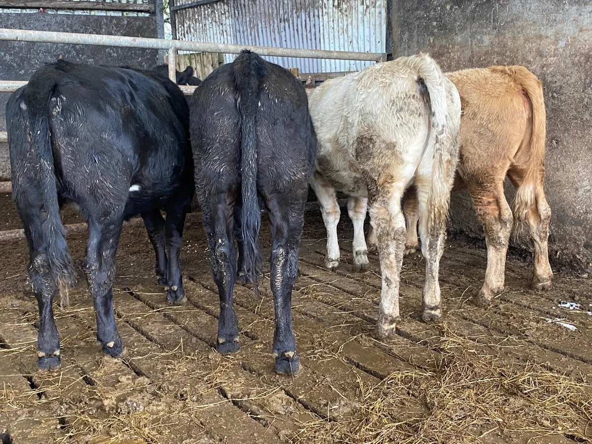 4 340kg Heifer Weanlings - Image 1