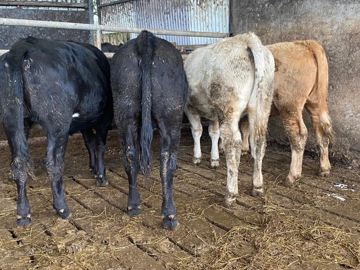 4 340kg Heifer Weanlings - Image 2