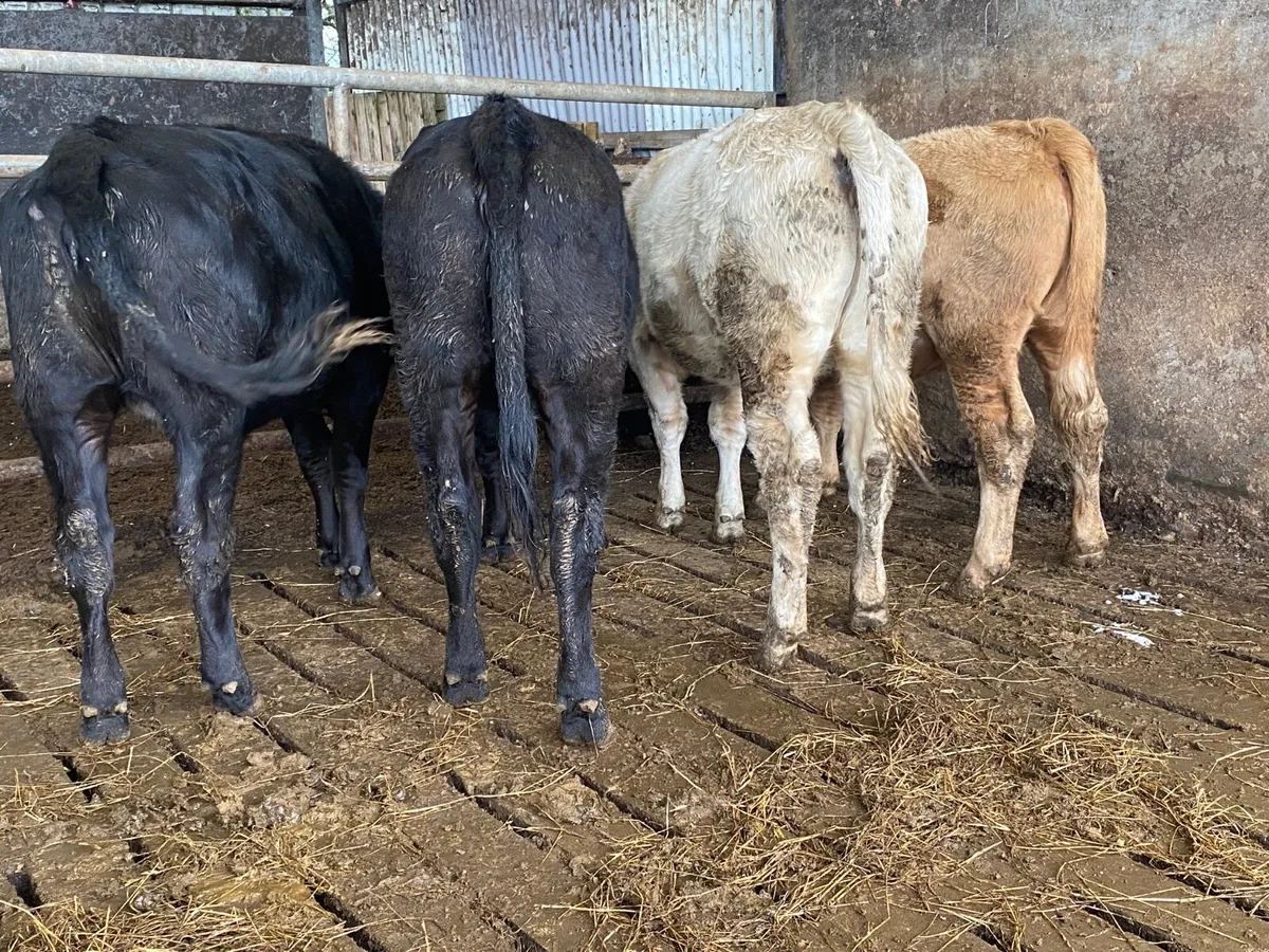 4 340kg Heifer Weanlings - Image 3