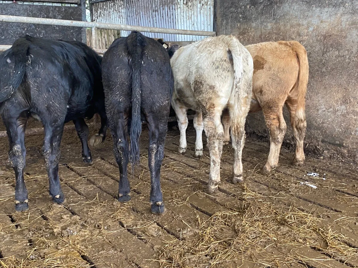 4 340kg Heifer Weanlings - Image 4