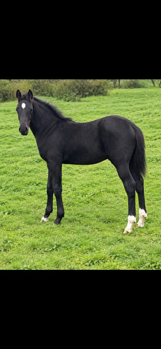 Horses