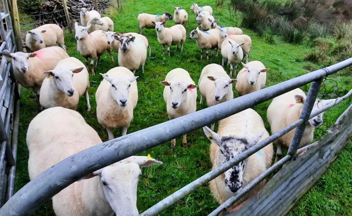 Hoggets for sale. - Image 2