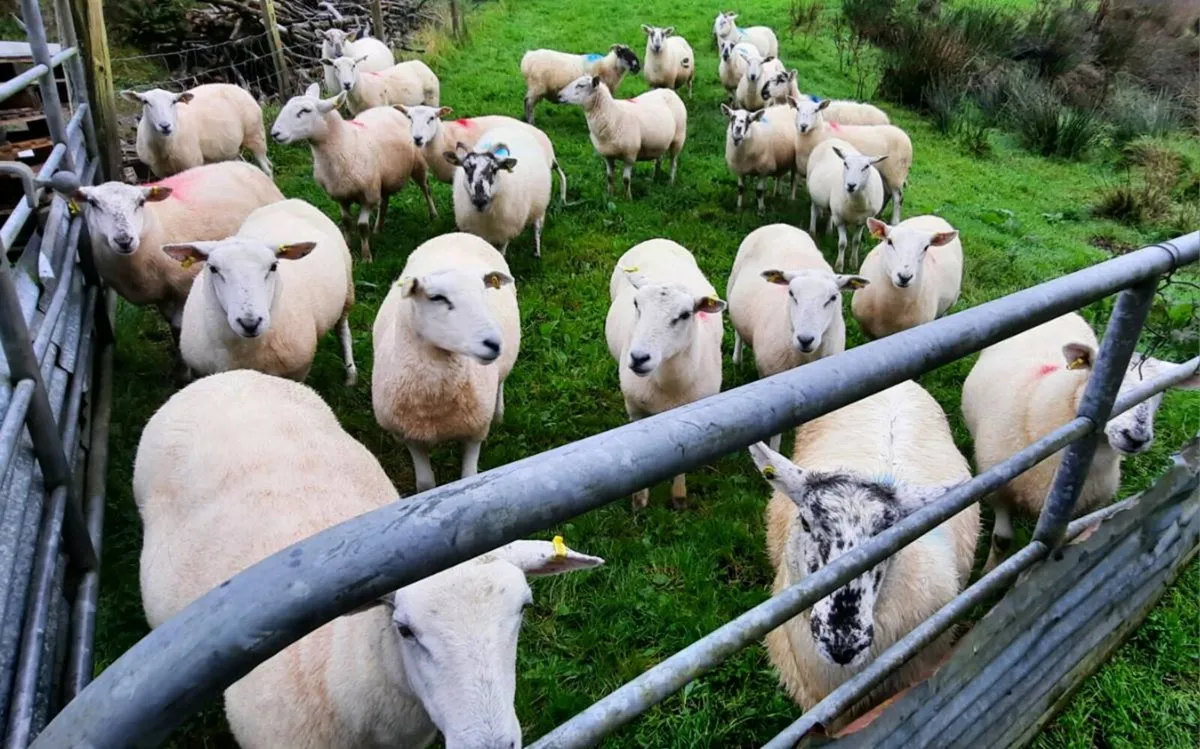 Hoggets for sale. - Image 1