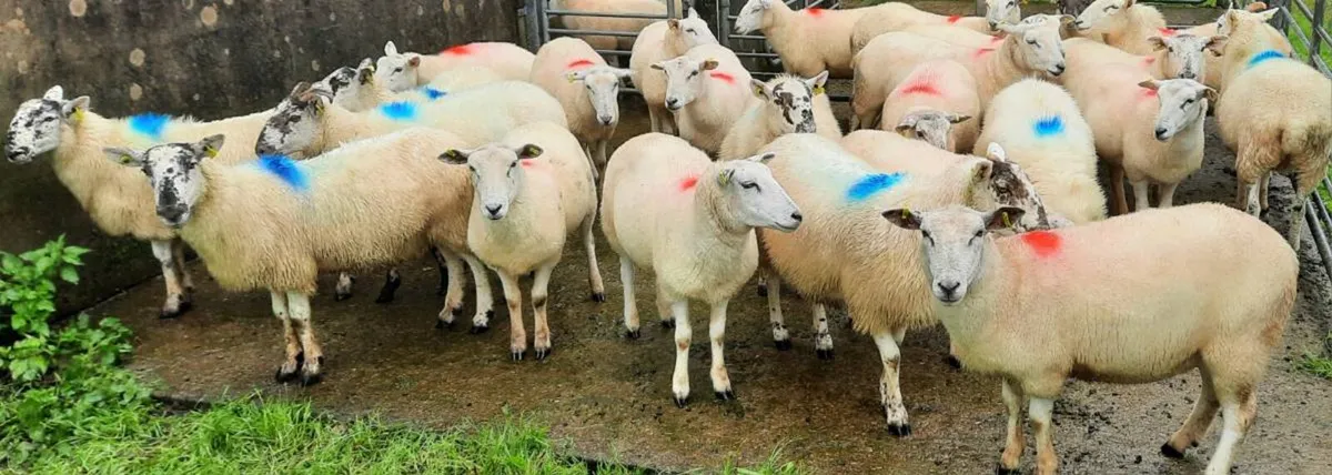 Hoggets for sale. - Image 3