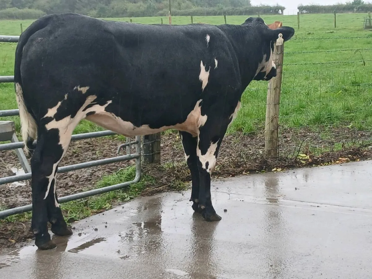 1 Top Quality 5 star BBX Heifer for sale. - Image 2