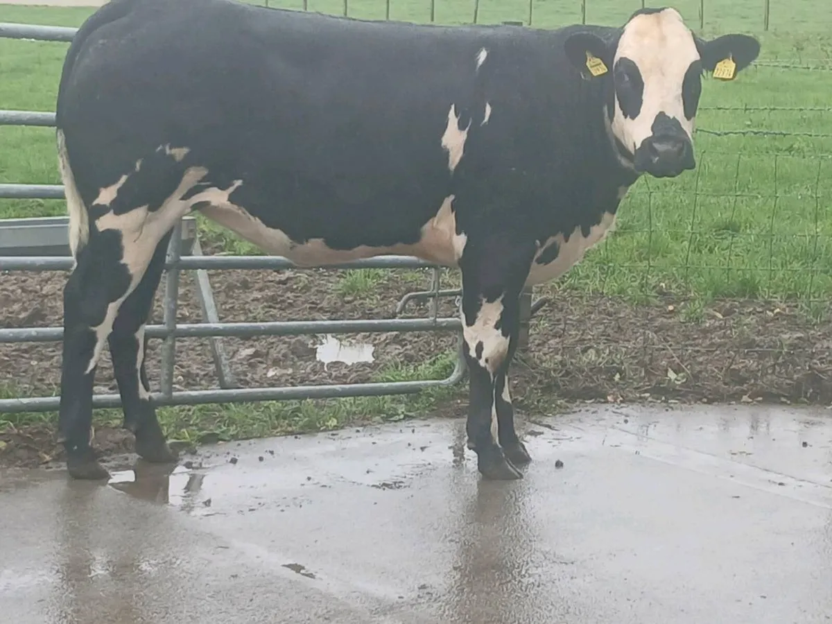 1 Top Quality 5 star BBX Heifer for sale. - Image 4