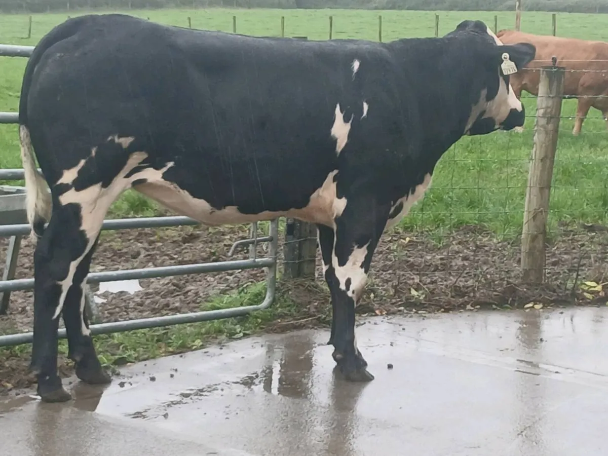 1 Top Quality 5 star BBX Heifer for sale. - Image 3