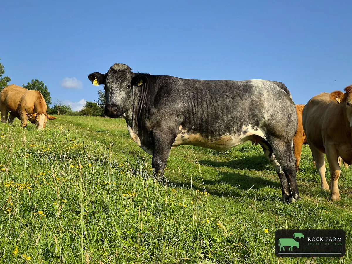 ROCK FARM INCALF HEIFER SALE 2026 5th October - Image 2