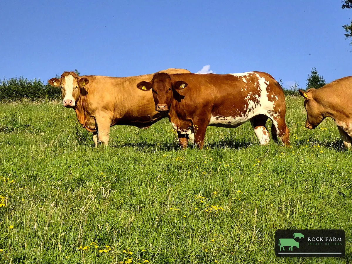 ROCK FARM INCALF HEIFER SALE 2026 5th October - Image 1