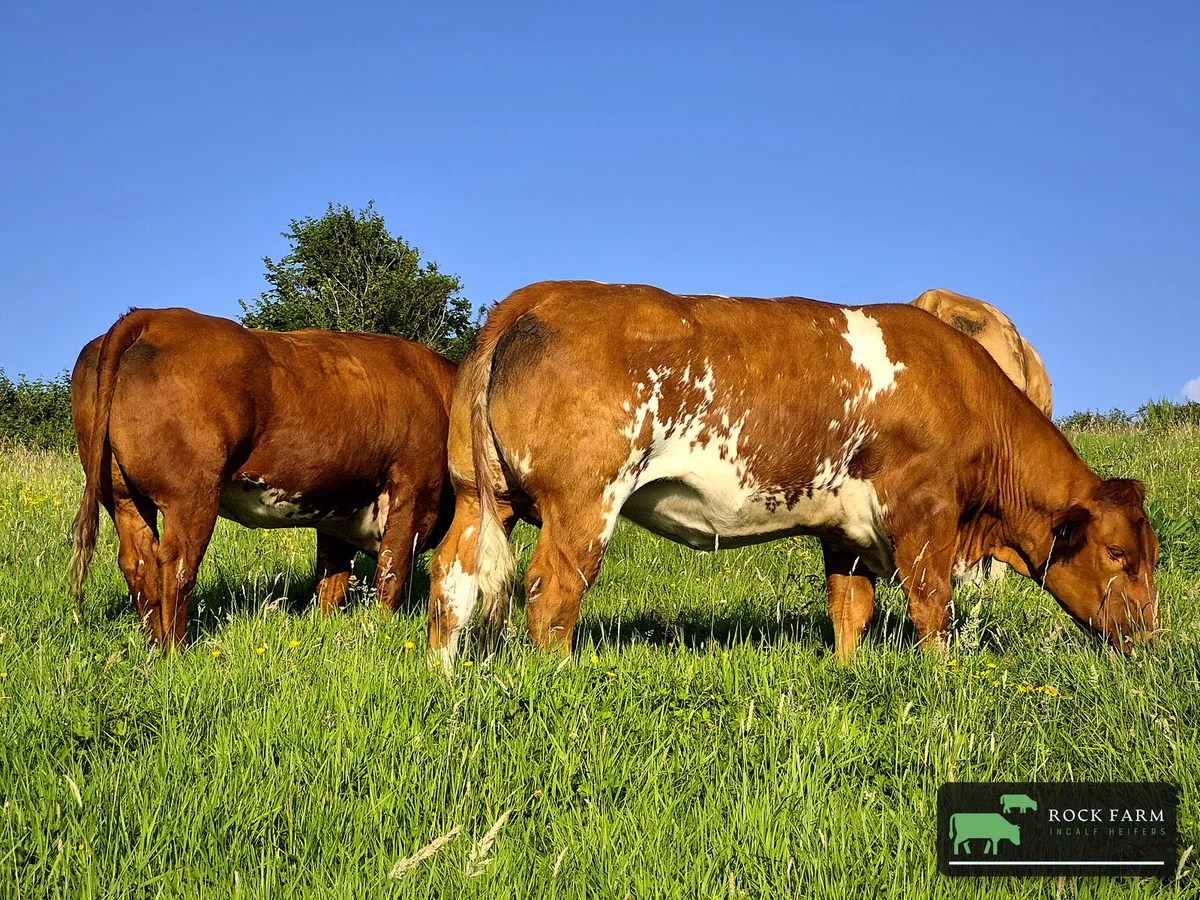 ROCK FARM INCALF HEIFER SALE 2026 5th October - Image 3