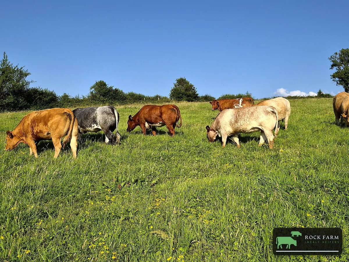 ROCK FARM INCALF HEIFER SALE 2026 5th October - Image 4