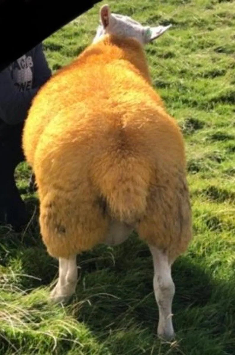 Texel ram lamb for sale - Image 3