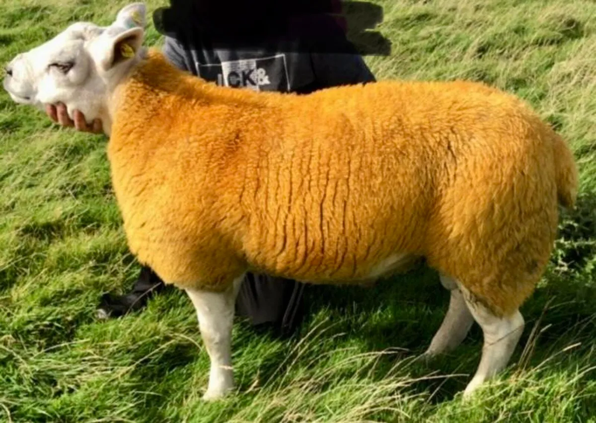 Texel ram lamb for sale - Image 4