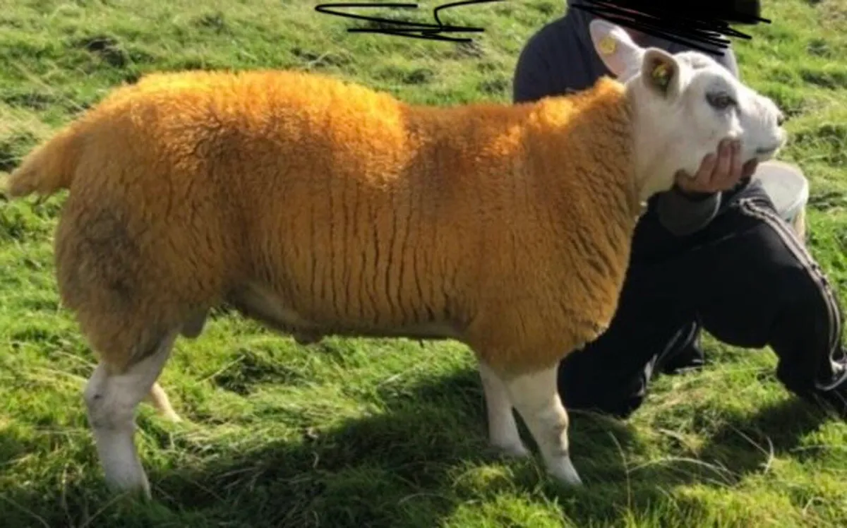 Texel ram lamb for sale - Image 1