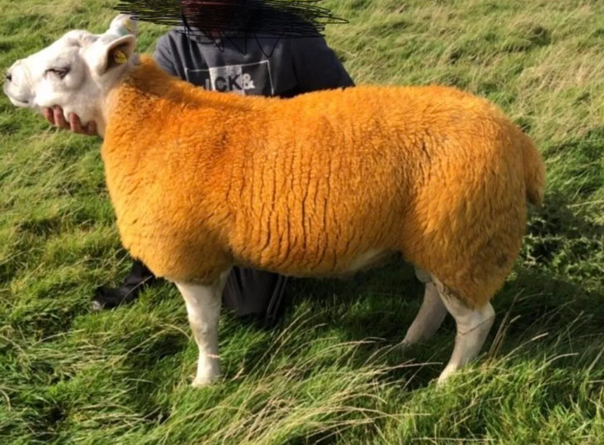 Texel ram lamb for sale - Image 2