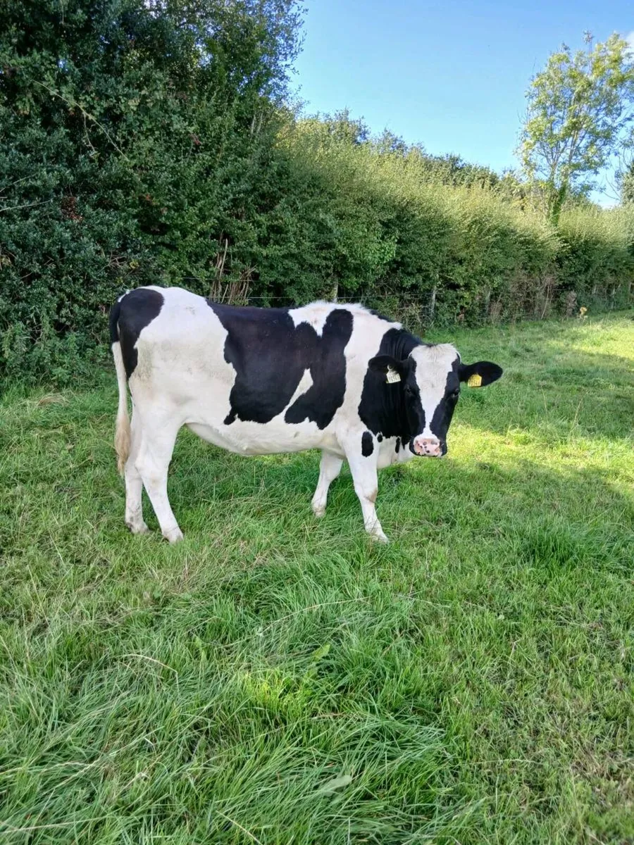 3 maiden heifers - Image 1